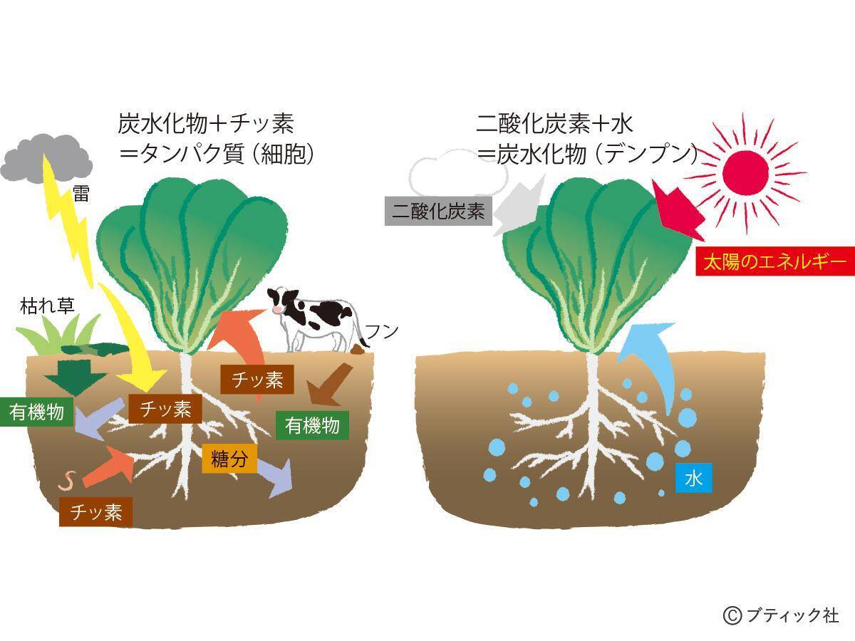 「おいしい野菜をつくる11か条」から2つを解説！