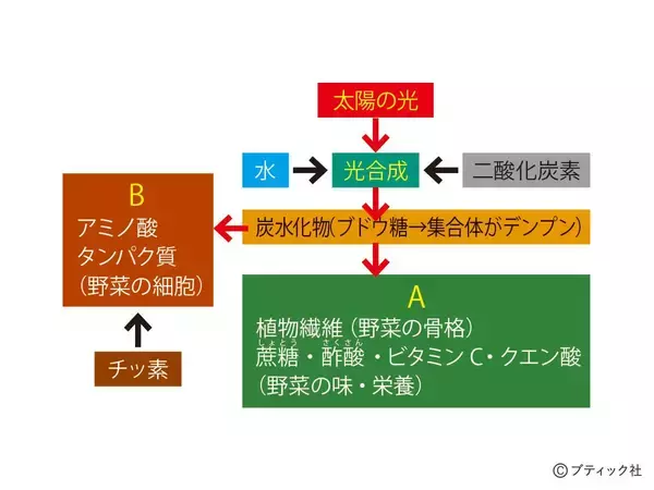 「「おいしい野菜をつくる11か条」から2つを解説！」の画像