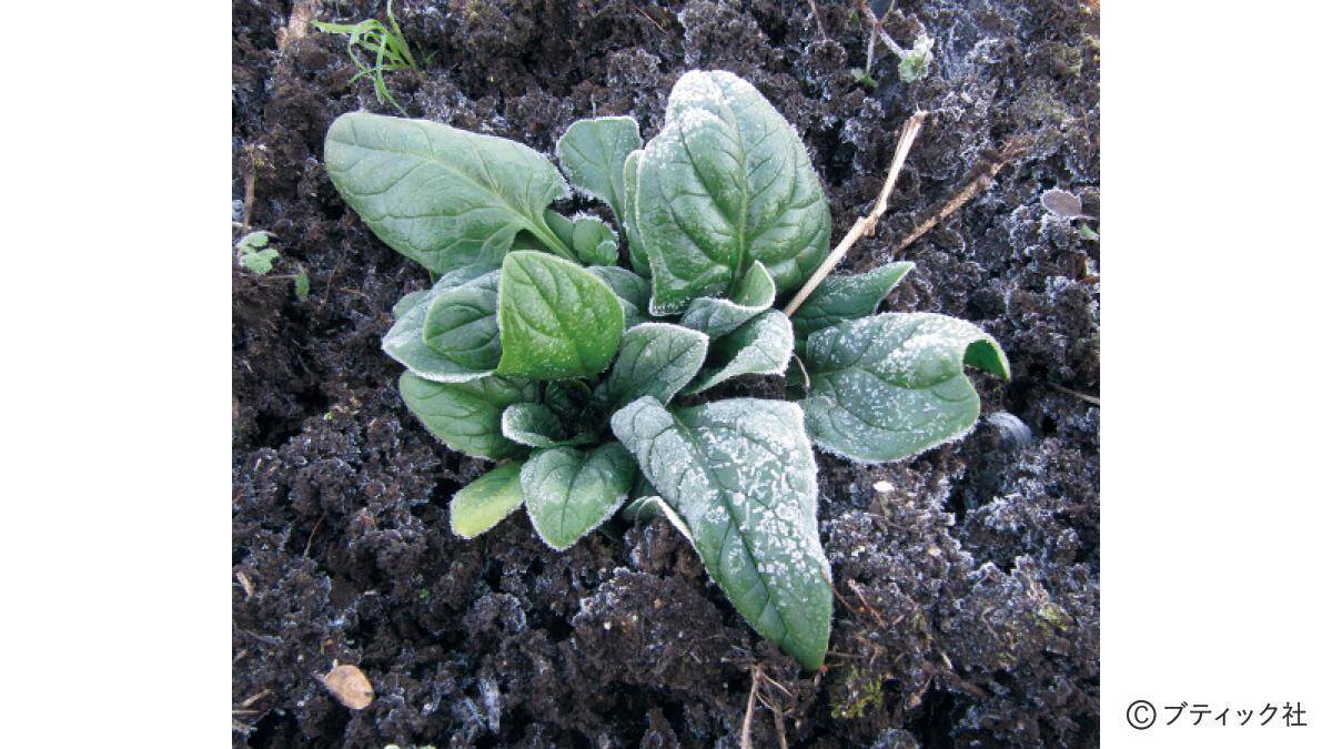 「おいしい野菜をつくる11か条」から2つを解説！