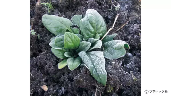 「「おいしい野菜をつくる11か条」から2つを解説！」の画像