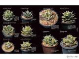 「「珍奇植物図鑑 超造形植物グラフ」（本の紹介）」の画像1