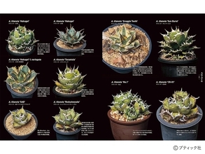 「珍奇植物図鑑 超造形植物グラフ」（本の紹介）