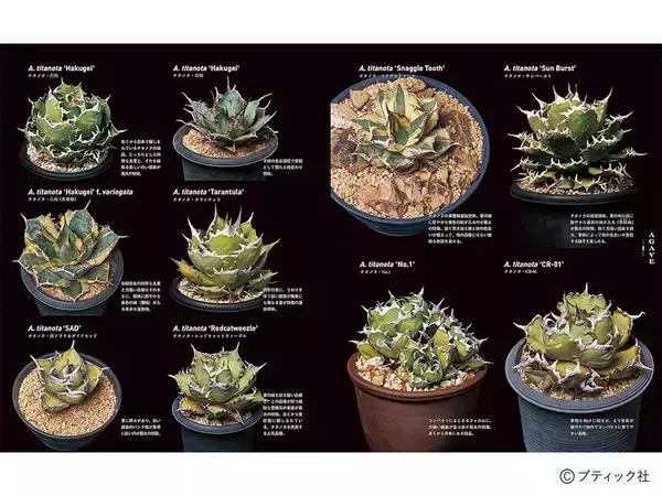 「珍奇植物図鑑 超造形植物グラフ」（本の紹介）