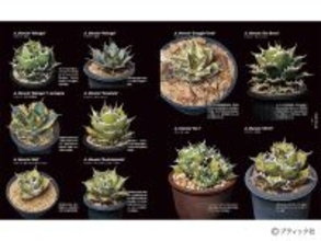 「珍奇植物図鑑 超造形植物グラフ」（本の紹介）