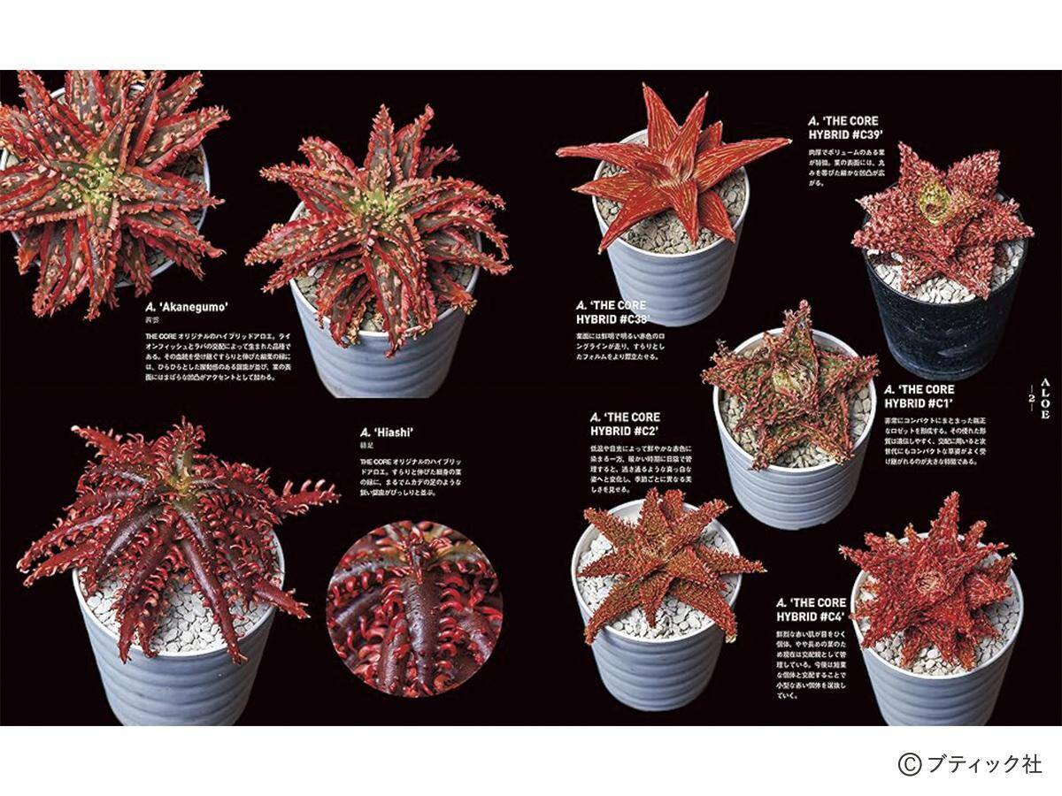 「珍奇植物図鑑 超造形植物グラフ」（本の紹介）