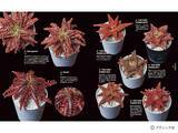 「「珍奇植物図鑑 超造形植物グラフ」（本の紹介）」の画像2