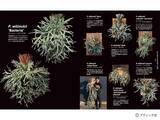 「「珍奇植物図鑑 超造形植物グラフ」（本の紹介）」の画像3