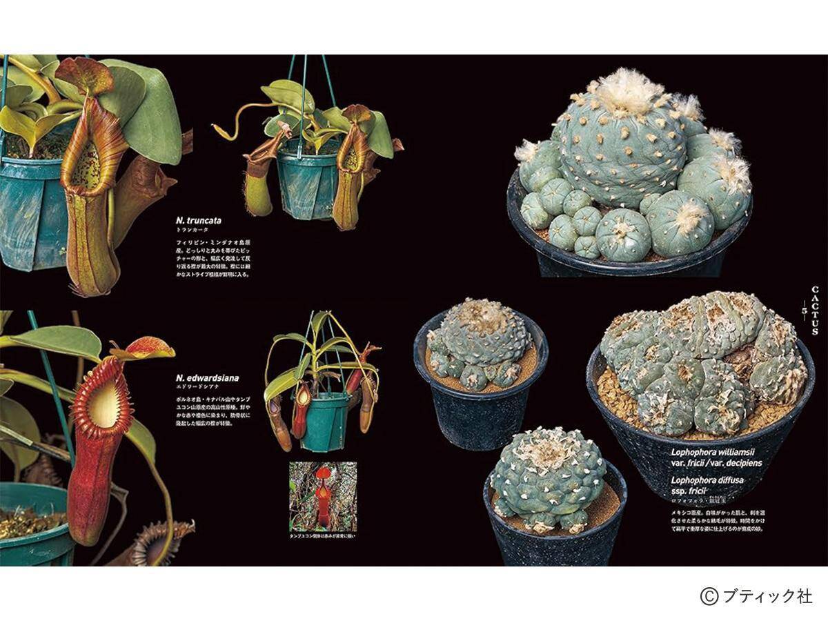 「珍奇植物図鑑 超造形植物グラフ」（本の紹介）