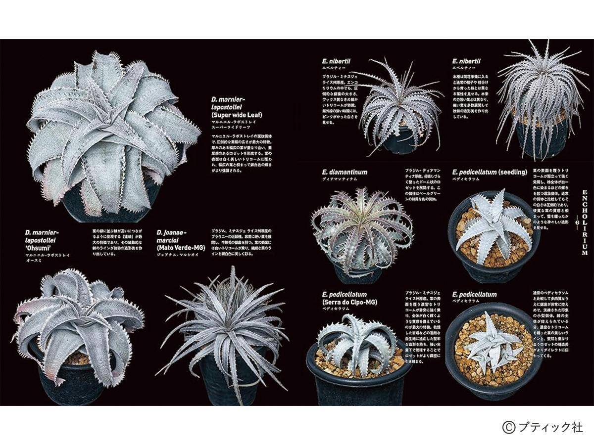 「珍奇植物図鑑 超造形植物グラフ」（本の紹介）