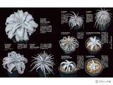 「「珍奇植物図鑑 超造形植物グラフ」（本の紹介）」の画像5