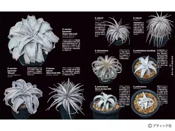 「「珍奇植物図鑑 超造形植物グラフ」（本の紹介）」の画像