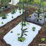 「夏野菜のアイデア栽培「サツマイモの畝にシソを混植」」の画像1