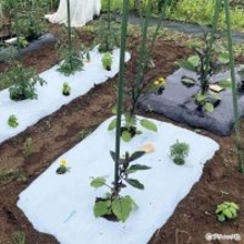 夏野菜のアイデア栽培「サツマイモの畝にシソを混植」