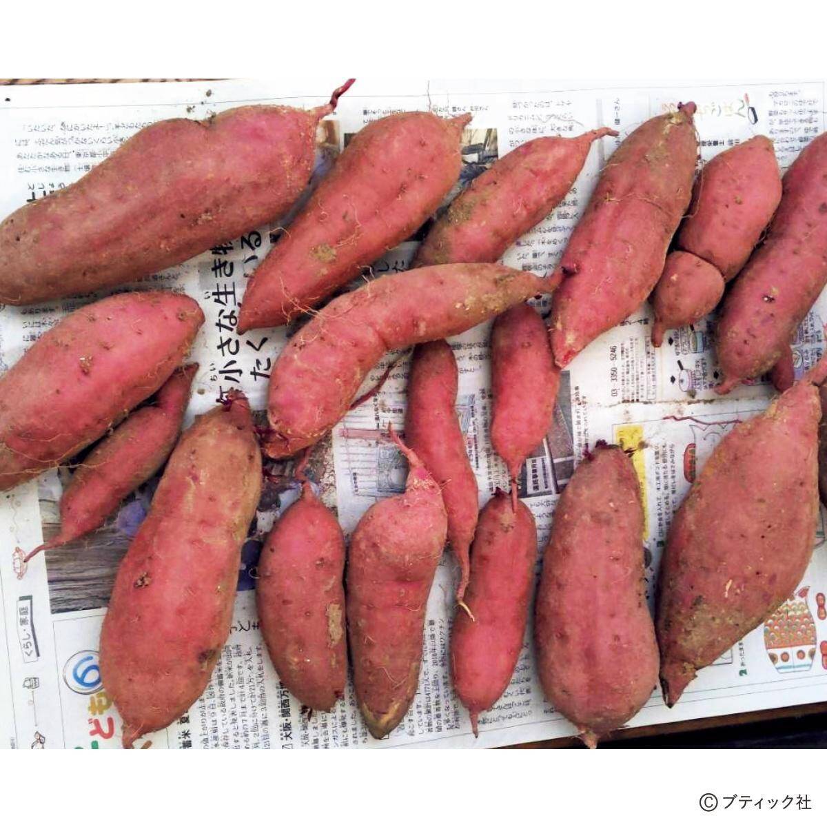 夏野菜のアイデア栽培「サツマイモの畝にシソを混植」