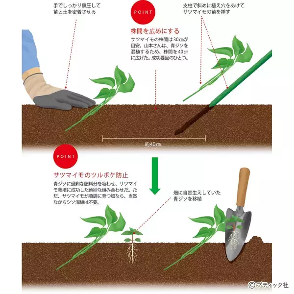 「夏野菜のアイデア栽培「サツマイモの畝にシソを混植」」の画像