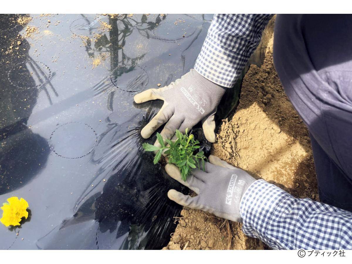 夏野菜のアイデア栽培「サツマイモの畝にシソを混植」