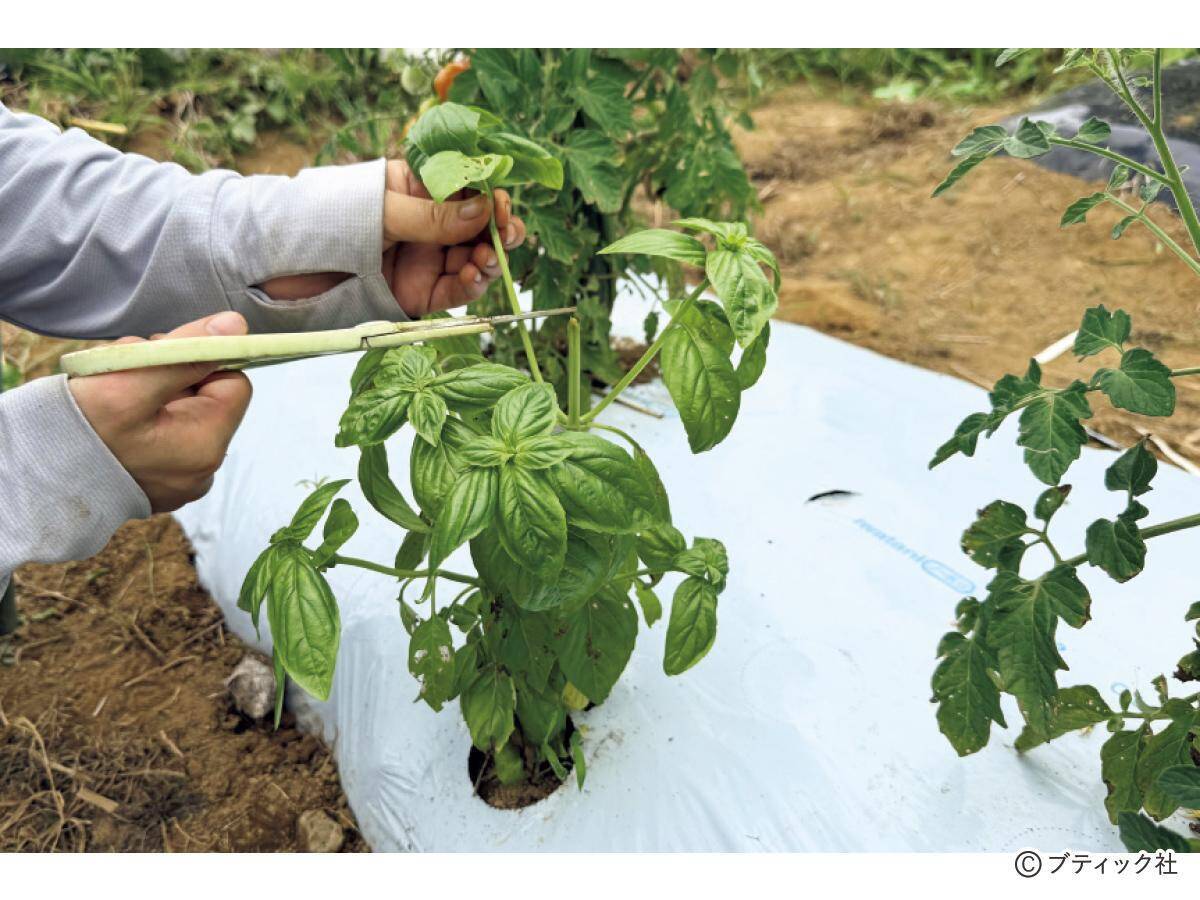 夏野菜のアイデア栽培「サツマイモの畝にシソを混植」