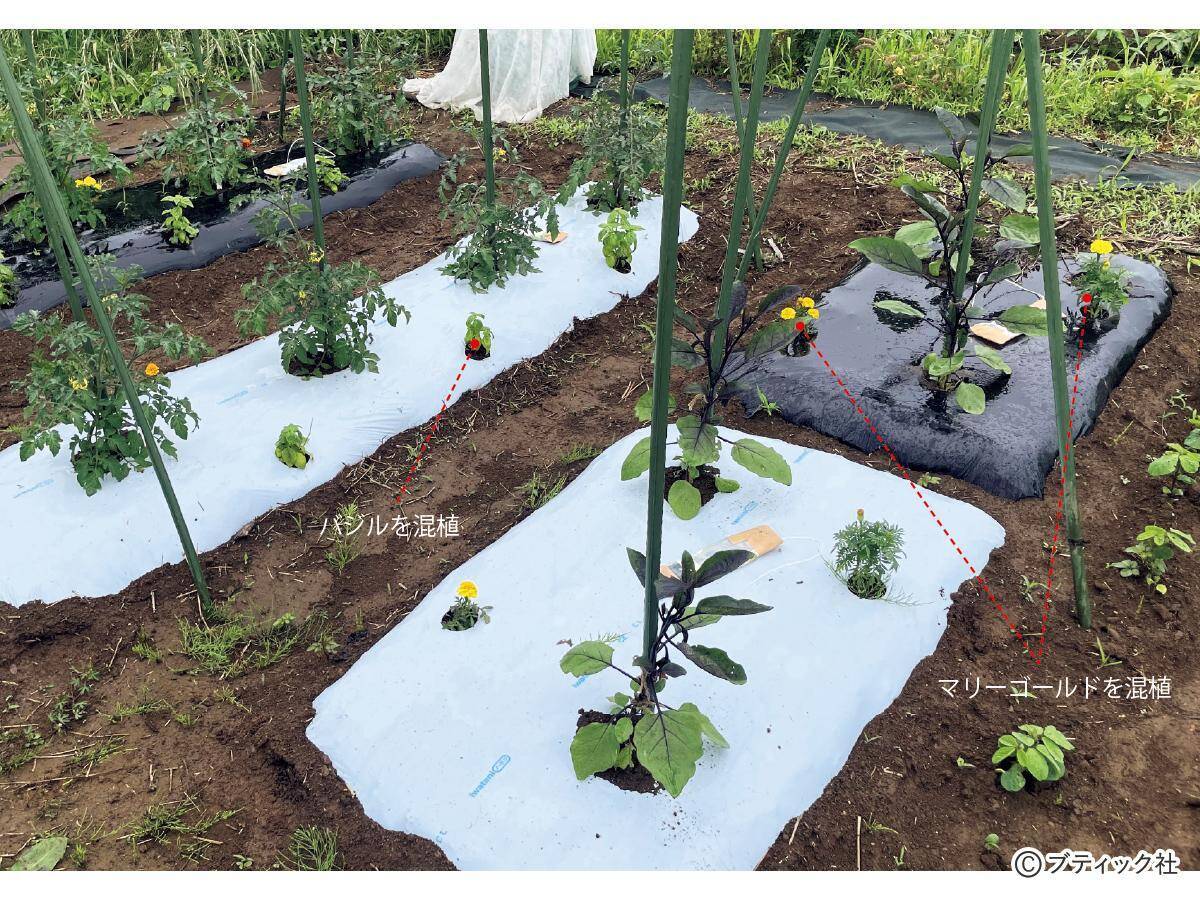 夏野菜のアイデア栽培「サツマイモの畝にシソを混植」