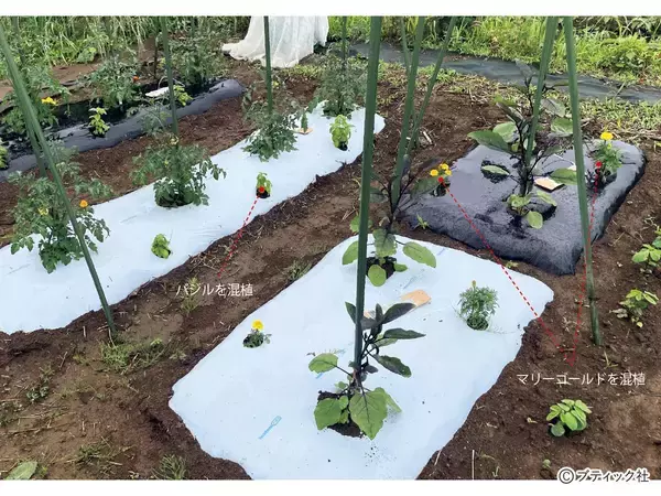 「夏野菜のアイデア栽培「サツマイモの畝にシソを混植」」の画像