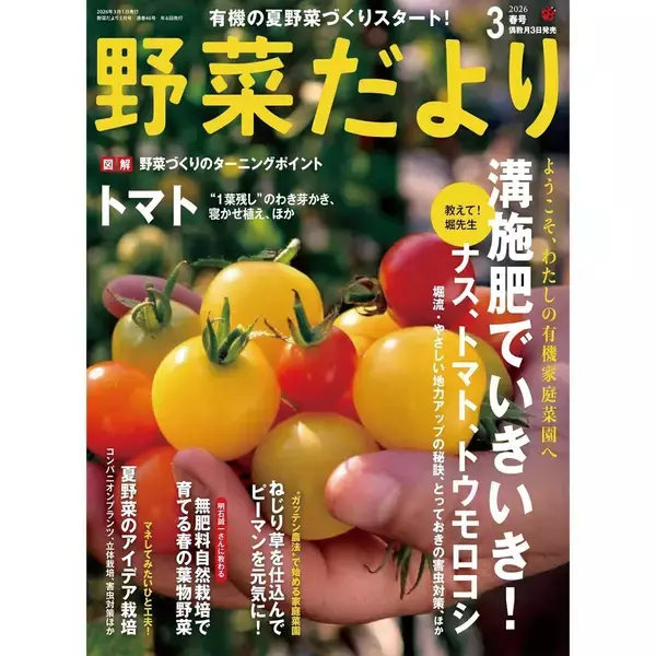 「夏野菜のアイデア栽培「サツマイモの畝にシソを混植」」の画像