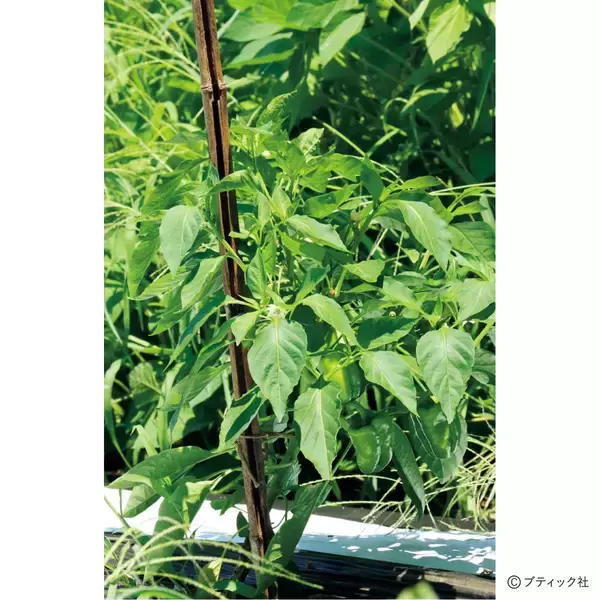 「土のちからで育てる無肥料自然栽培スタートアップQ&A」の画像