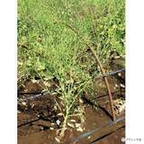 「土のちからで育てる無肥料自然栽培スタートアップQ&A」の画像5