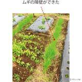 「発芽がよくそろう、タネまきの基本とは」の画像19