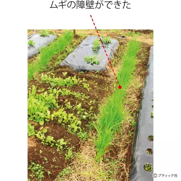 「発芽がよくそろう、タネまきの基本とは」の画像