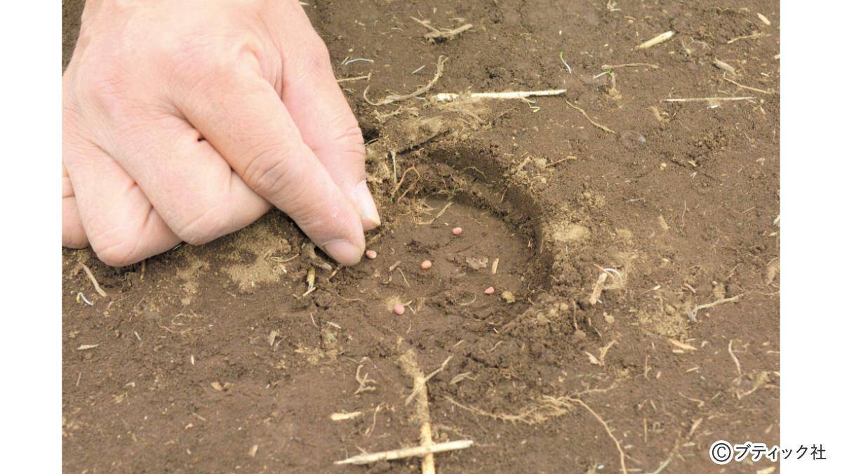 発芽がよくそろう、タネまきの基本とは