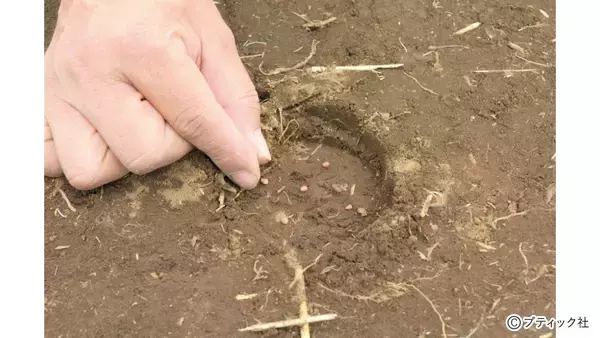 「発芽がよくそろう、タネまきの基本とは」の画像