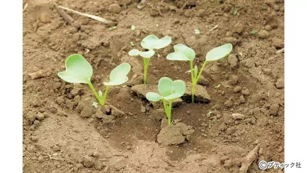 「発芽がよくそろう、タネまきの基本とは」の画像