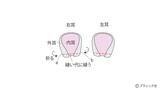 「海外風ぬいぐるみ「ネズミ」の作り方」の画像15