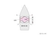 「海外風ぬいぐるみ「ネズミ」の作り方」の画像16