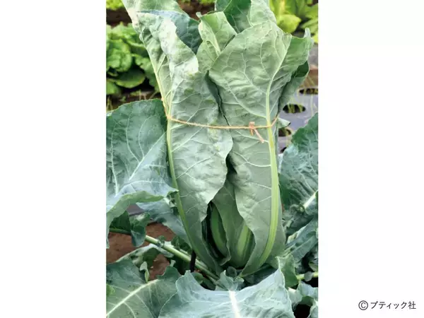 「「道法流　新・野菜の垂直仕立て栽培」を解説」の画像