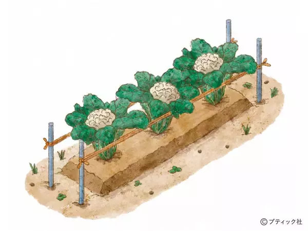 「「道法流　新・野菜の垂直仕立て栽培」を解説」の画像
