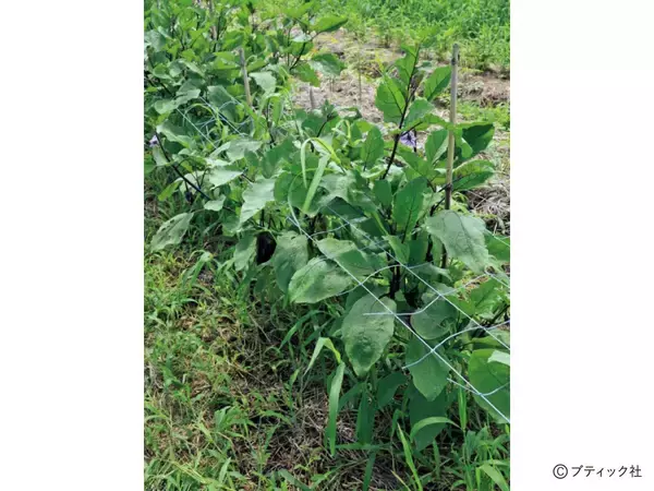 「「道法流　新・野菜の垂直仕立て栽培」を解説」の画像