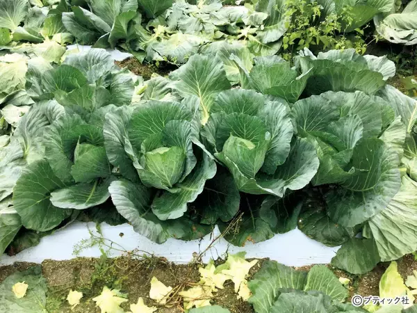 「「道法流　新・野菜の垂直仕立て栽培」を解説」の画像