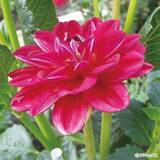 「花「ダリア」の育て方」の画像1