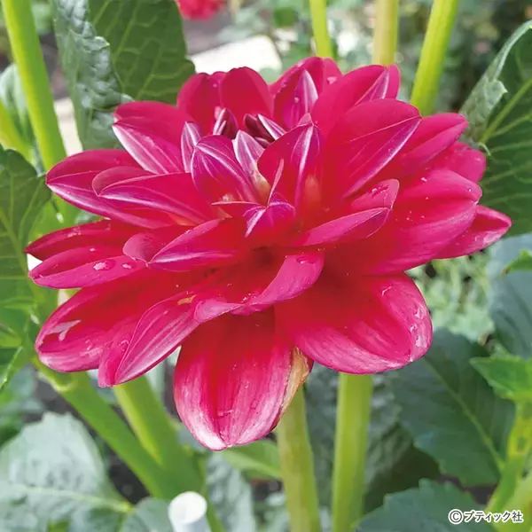 花「ダリア」の育て方