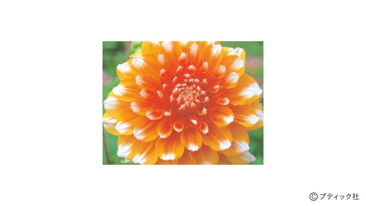 花「ダリア」の育て方