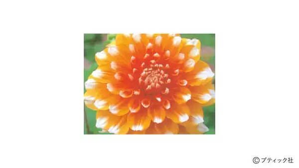「花「ダリア」の育て方」の画像