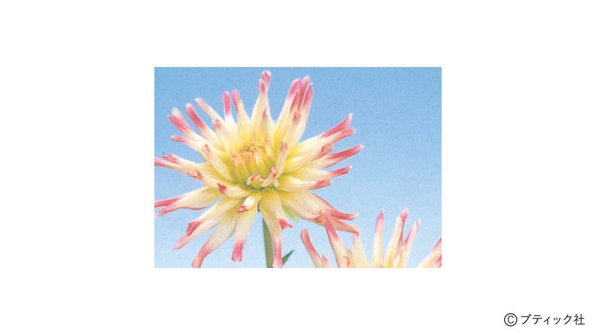 花「ダリア」の育て方