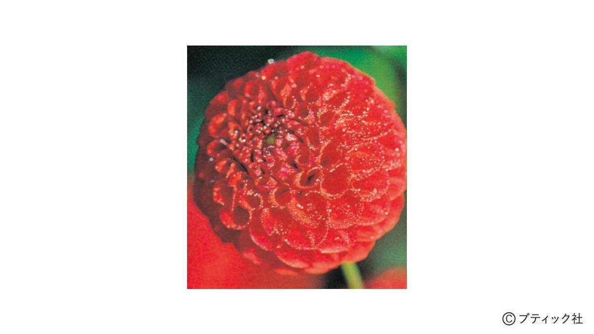 花「ダリア」の育て方