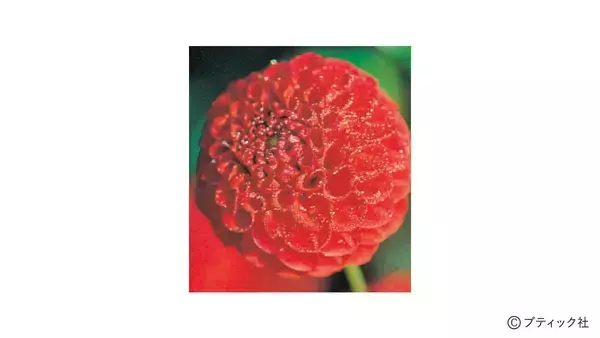 「花「ダリア」の育て方」の画像