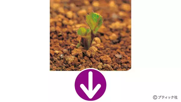 「花「ダリア」の育て方」の画像