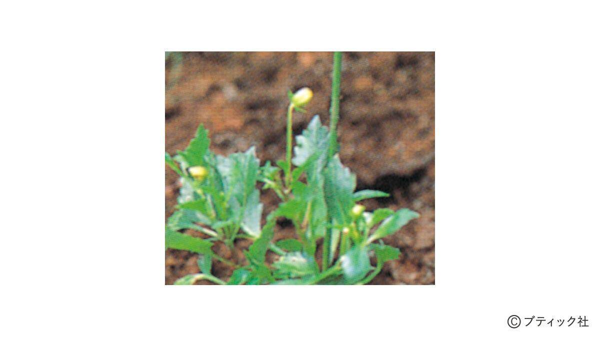 花「ダリア」の育て方