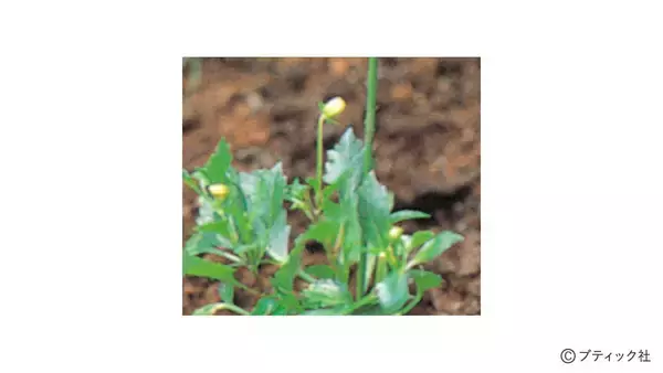 「花「ダリア」の育て方」の画像