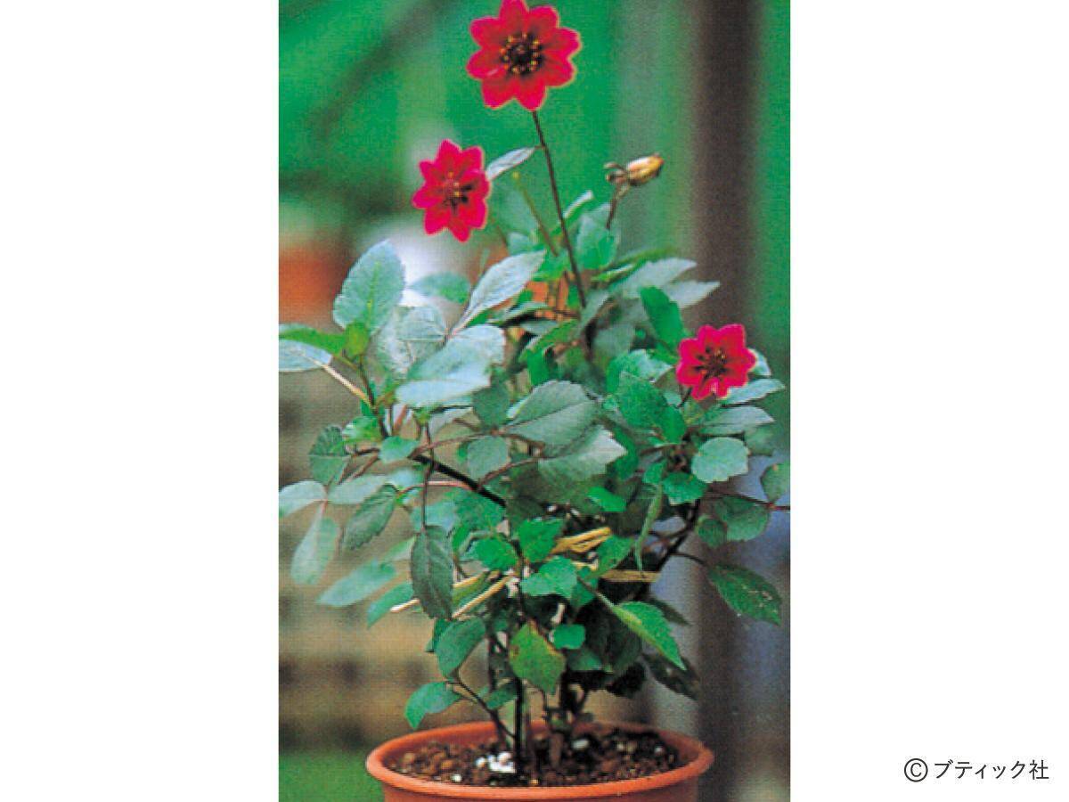 花「ダリア」の育て方