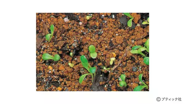 「花「ダリア」の育て方」の画像