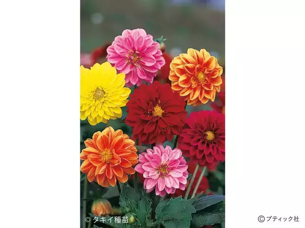 「花「ダリア」の育て方」の画像